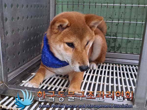 한국동물구조관리협회_411311202400322